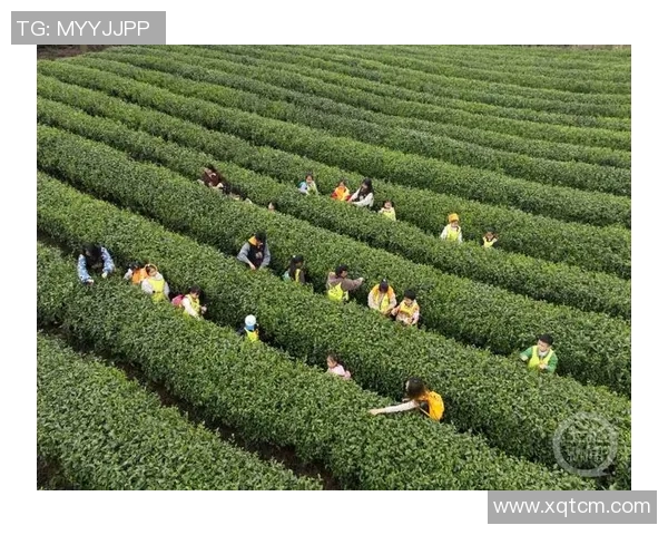 姚明亲自下田体验采茶乐趣展现运动员的另一面与茶文化的深厚联系