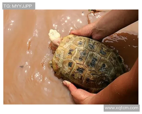 姚明携手环保事业放生乌龟传递爱心与责任感